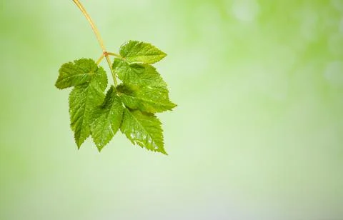 Green spring leaf on blurred background Stock Photos