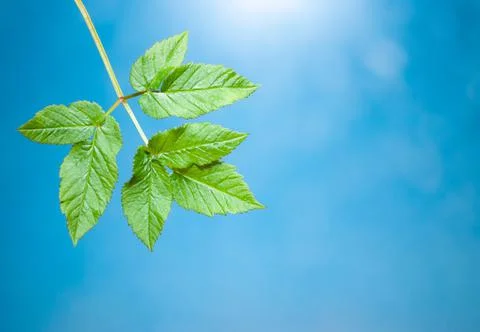 Green spring leaf on blurred background Stock Photos