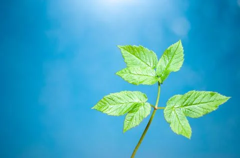 Green spring leaf on blurred background Stock Photos