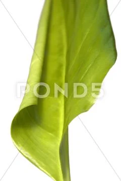 Green spring leaf Stock Photos