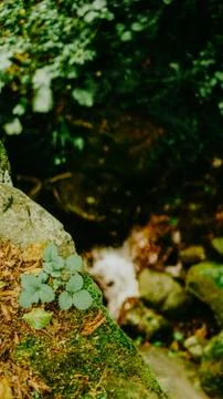 Green spring leave with bokeh background fresh and green leaves Stock Photos