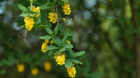 Green spring leaves and yellow flowers of Red-Stemmed Barberry in 4K Stock Footage 106950265