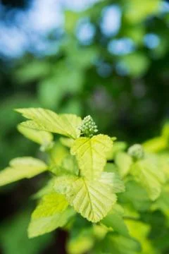 Green spring leaves background Foto stock