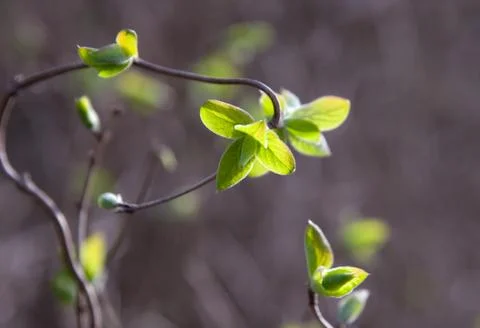 Green spring leaves on the branches Stock Photos