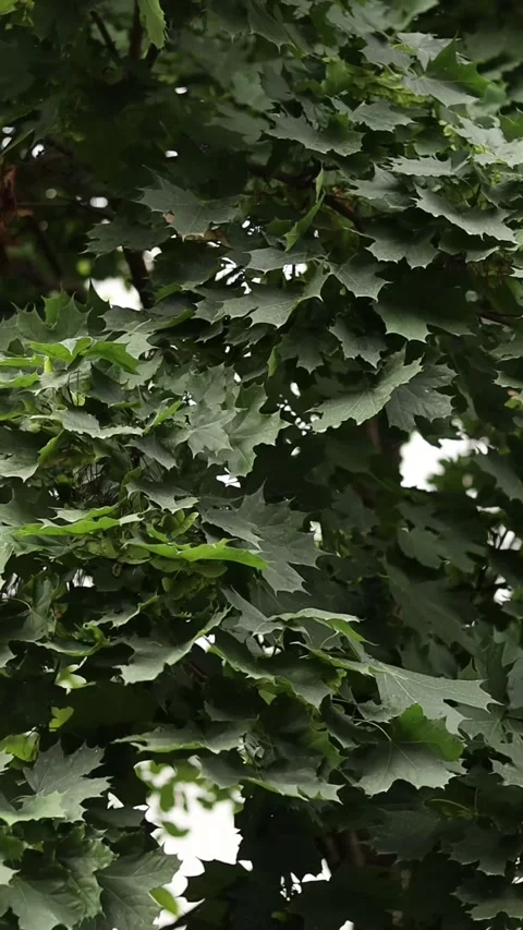 Green spring leaves Stock Footage 304657229