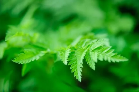 Green spring leaves macro Foto stock