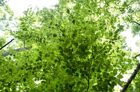 Green spring leaves Stock Photos