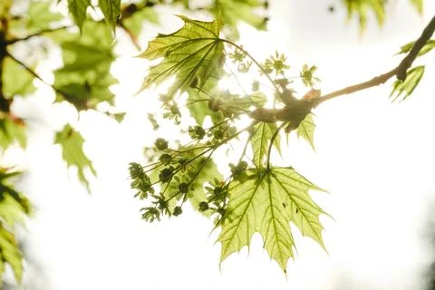 Green spring leaves Stock Photos