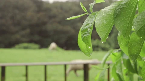 Green spring Leaves Under Rain Vidéo 221025726