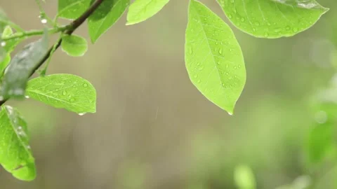 Green spring Leaves Under Rain 動画素材 221025751