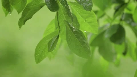 Green spring Leaves Under Rain Stock-Footage 221025799