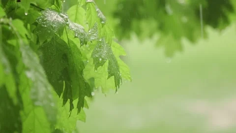 Green spring Leaves Under Rain Video stock 221025878