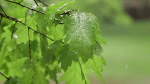 Green spring Leaves Under Rain Stock-Footage 221025943