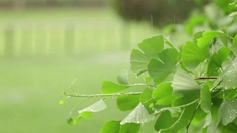 Green spring Leaves Under Rain Stock-Footage 221025985