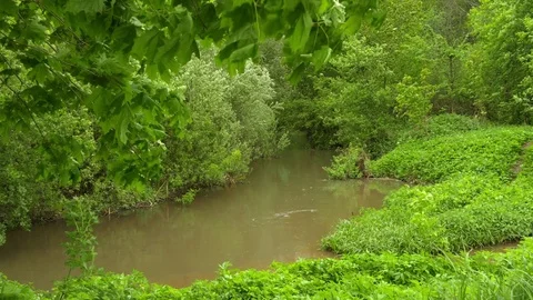 Green Spring Maple Trees Wavering on the Wind About Small River Video stock 76189629