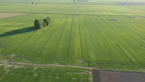 Green spring meadow and crop fields, aerial view Stock Footage 89700328