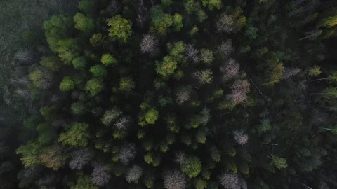 Green spring mixed forest top view. Circular panorama Stock Footage 130285296