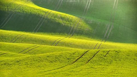 Green spring nature background with setting sun and grass. Waves on the field Stock Photos