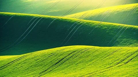 Green spring nature background with setting sun and grass. Waves on the field Stock Photos