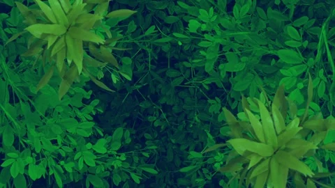 Green Spring Nature Leaves Background Stock-Footage 201235191