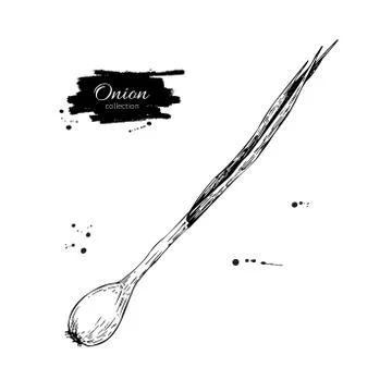 Green spring onion. Hand drawn vector illustration. Isolated Veg Stock Illustration