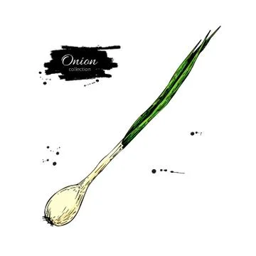 Green spring onion. Hand drawn vector illustration. Isolated Vegetable object Stock Illustration