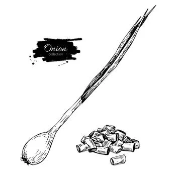 Green spring onion set. Hand drawn vector illustration. Isolated Vegetable Stock Illustration