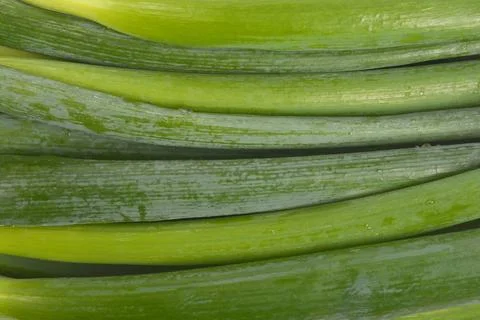 Green Spring Onion Stalks 写真素材