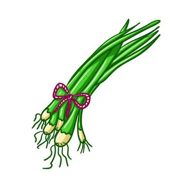 Green spring onions leek Stock Illustration