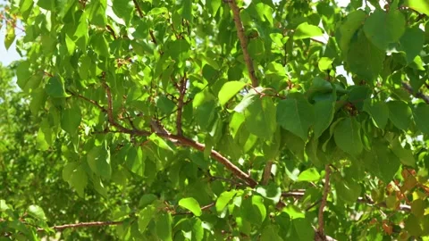 Green spring or summer fruit orchard with growing trees 스톡 동영상 155679430