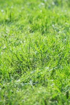 Green spring or summer grass background Foto stock