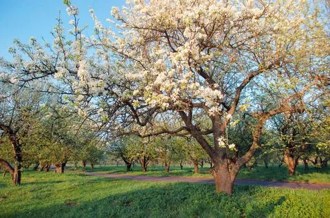 Green spring park. Stock Photos