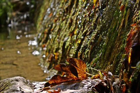 GREEN SPRING Foto stock