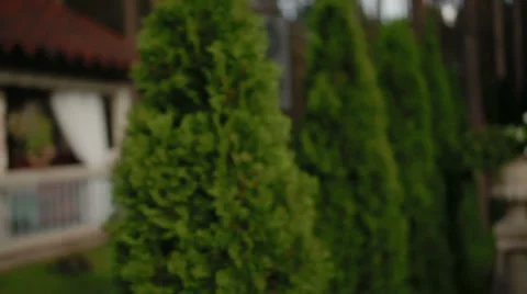 Green spring row of thujas Stock-Footage 50549082