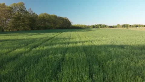 Green spring from the sky filmed by a drone 스톡 동영상 130664705