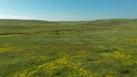 The green spring steppe aerial view. Clear blooming wild pasture land with fl Stock Footage 165322715
