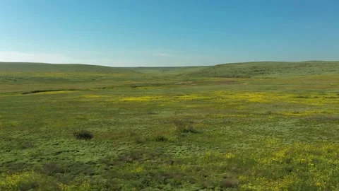 The green spring steppe aerial view. Clear blooming wild pasture land with fl Stock Footage 165322727