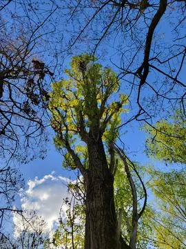 Green Spring Tree from Below Against Blue Sky Stock Photos