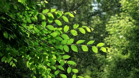 Green spring tree in rainy weather Stock Footage 100535979