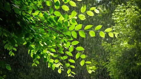 Green spring tree in rainy weather Stock Footage 100542851