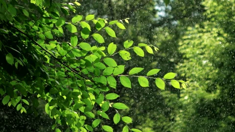 Green spring tree in rainy weather Stock Footage 100552036