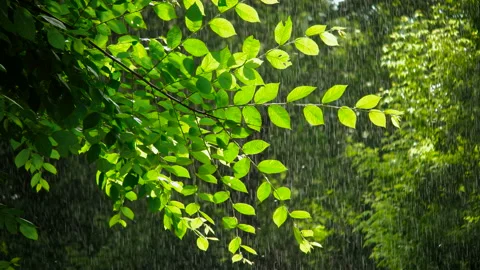 Green spring tree in rainy weather Stock Footage 100562007