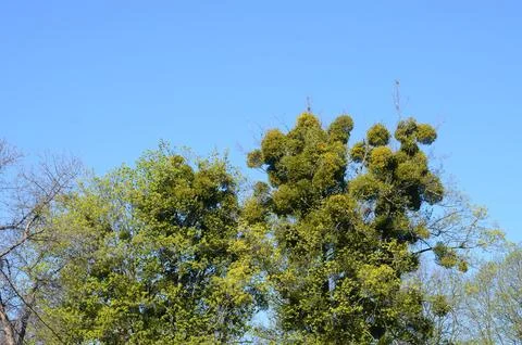 Green spring tree tops with mistletoe against a clear blue sky Photos