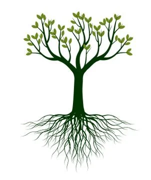 Green Spring Tree. Vector outline Illustration. Stock Illustration