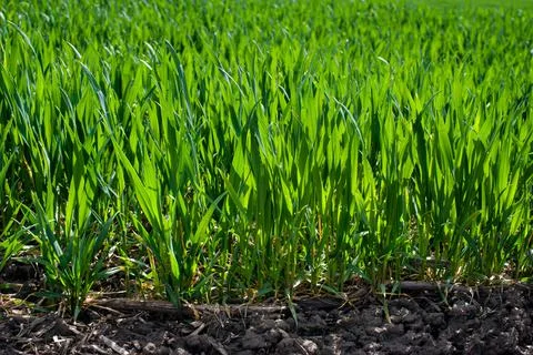 Green spring wheat crops, sprouts, close up, spring agriculture Stock Photos
