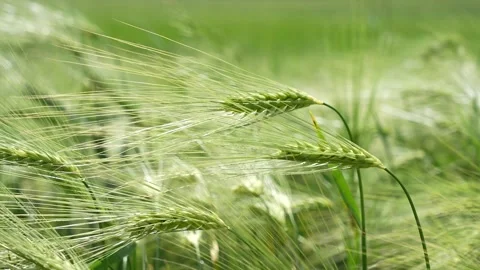 Green spring wheat field crops close-up. Young wheat ears or spikelets Stock Footage 296086662
