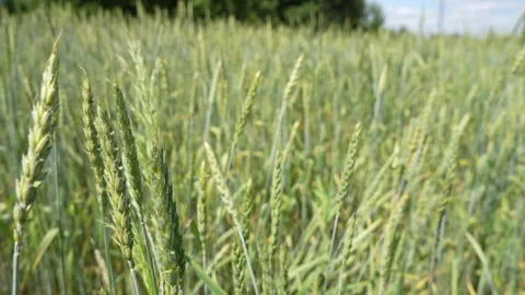 Green spring wheat field crops close-up. Young wheat ears or spikelets Video stock 296086666