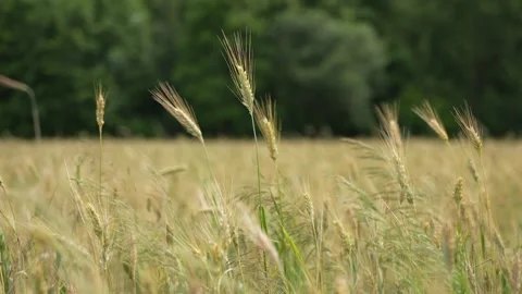 Green spring wheat field crops close-up. 動画素材 296086708