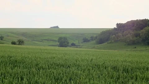 Green spring wheat field with gray sky Stock Footage 252926018