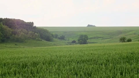 Green spring wheat field with gray sky Stock Footage 252926083